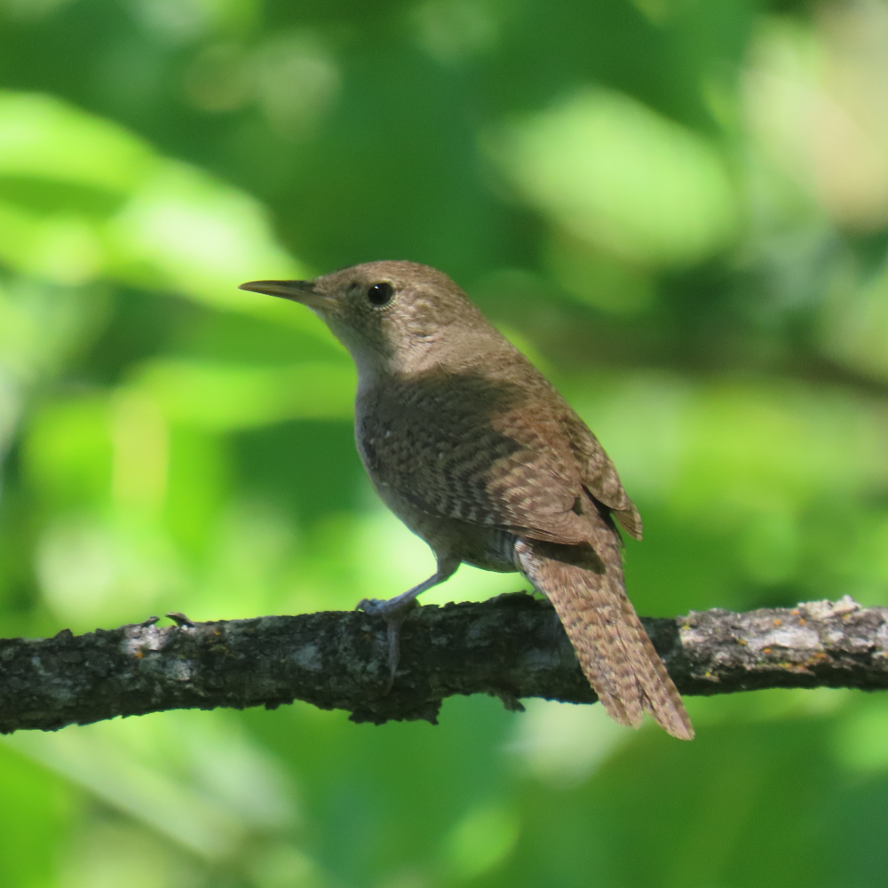 image of northern house wren
