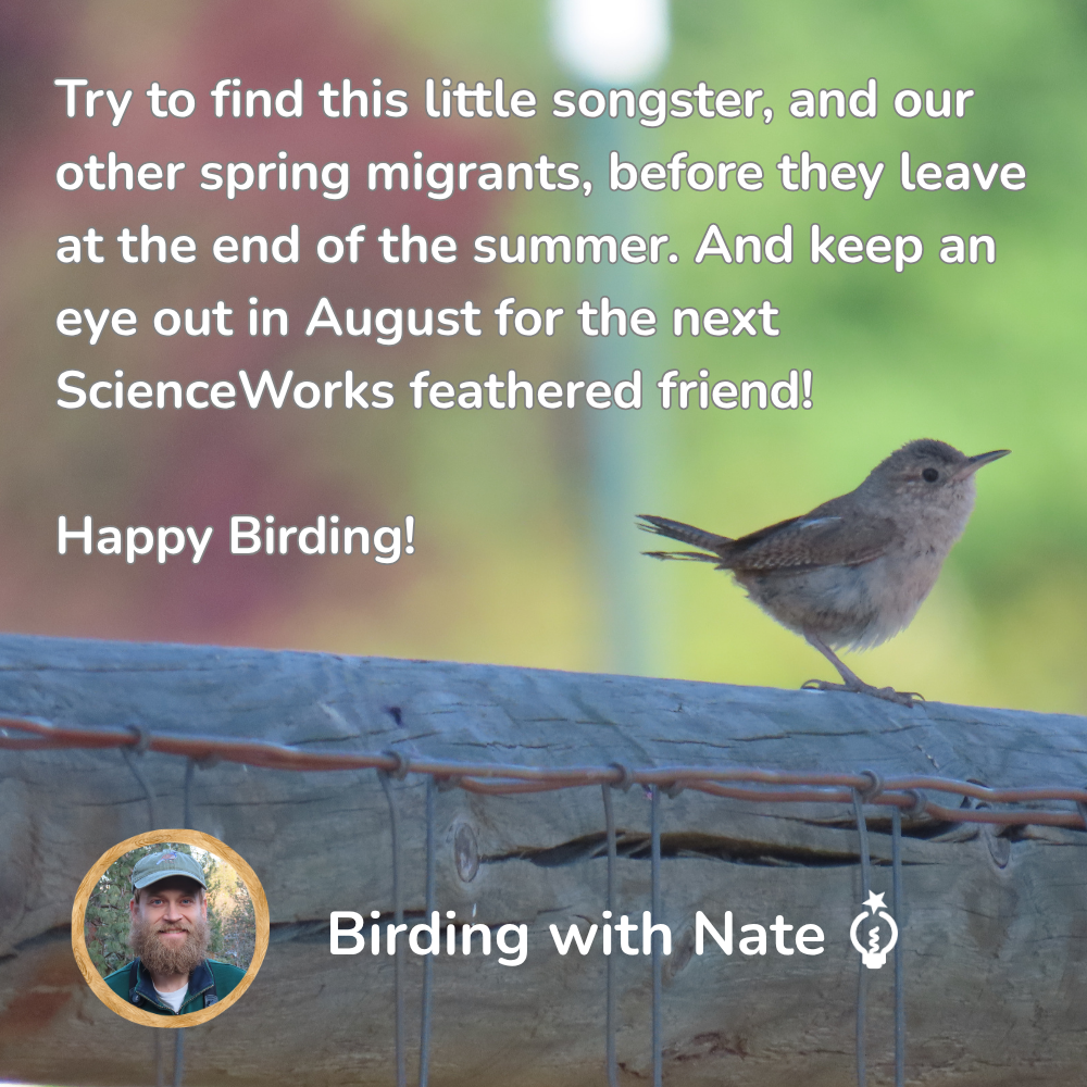 Try to find this little songster, and our other spring migrants, before they leave at the end of the summer. And keep an eye out in August for the next ScienceWorks feathered friend!
Happy Birding!