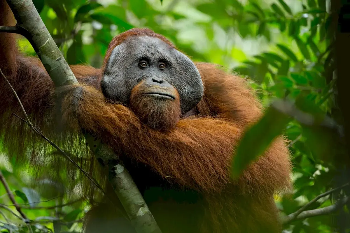 photo of orangutan from Person of the forest film