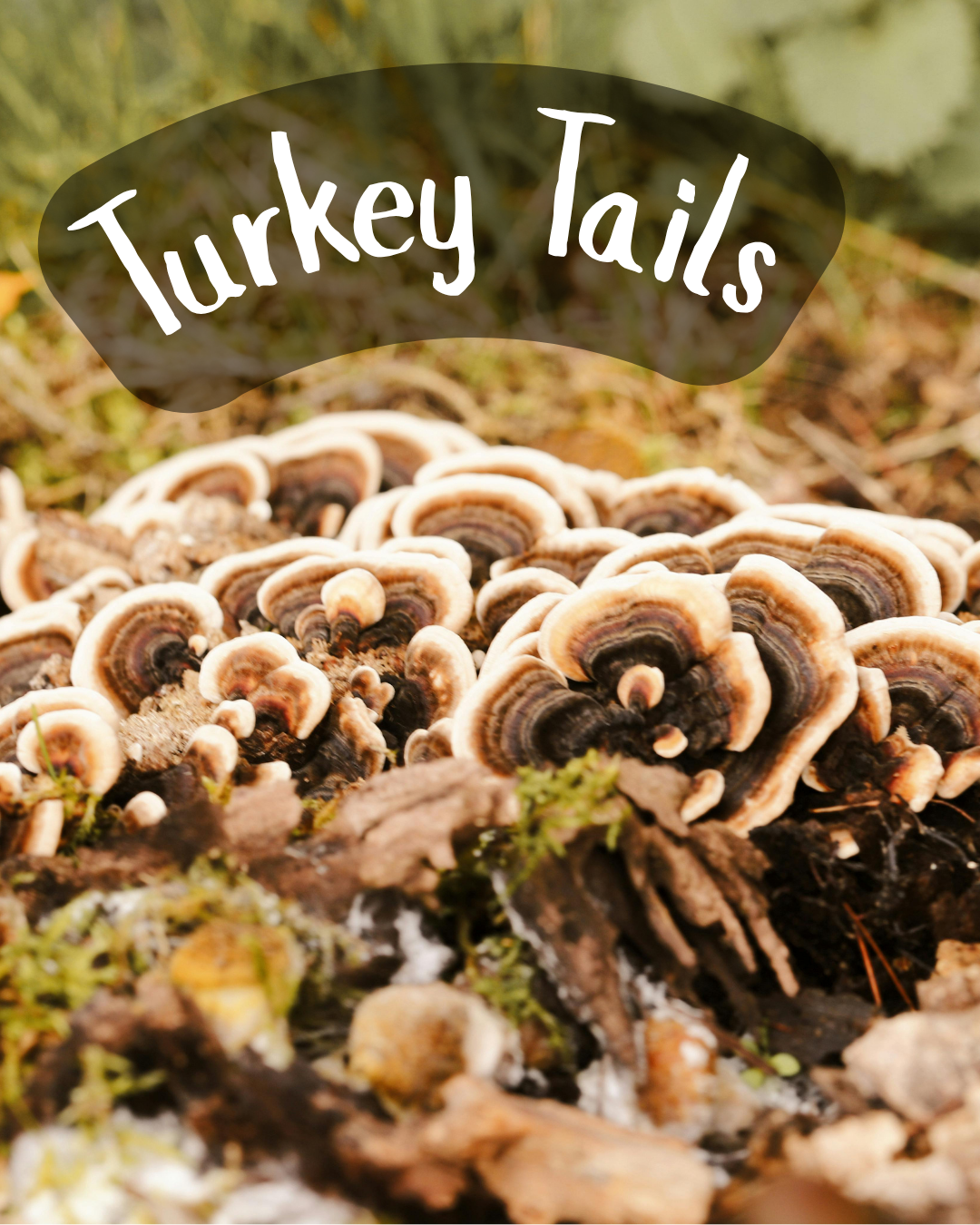 Turkey tail mushrooms on a mossy log with brown, tan, and black bands.