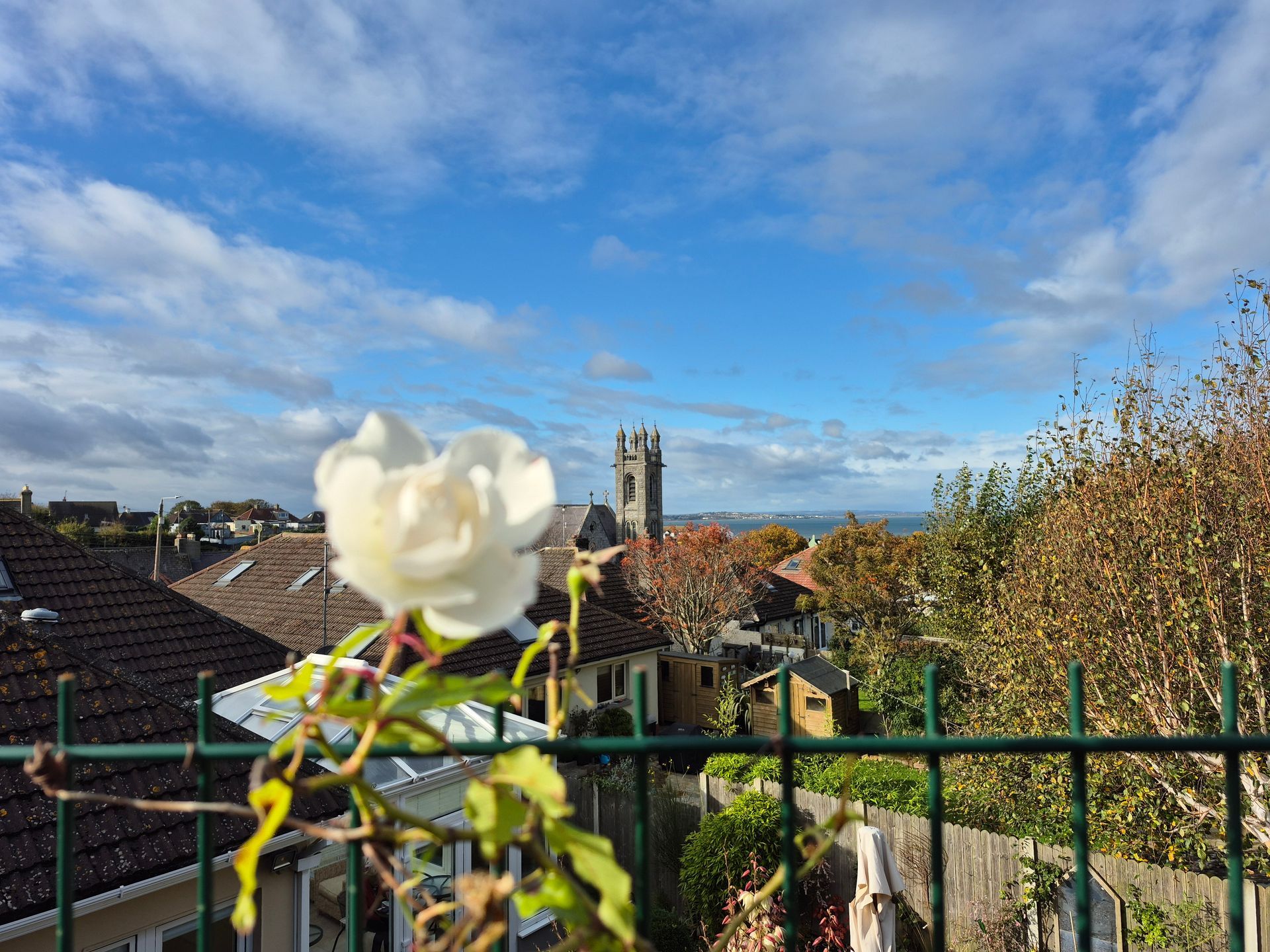 White Flower with blue sky in the background
