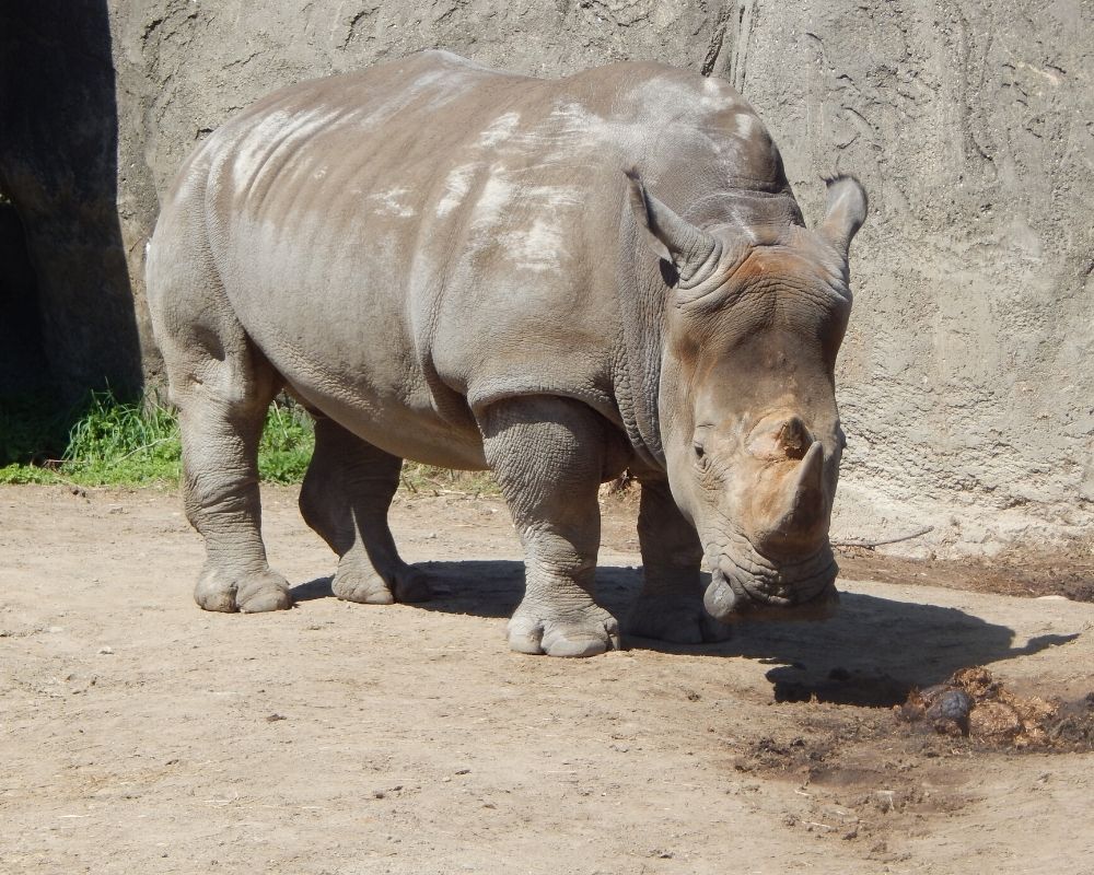 Rhino at the Indianapolis zoo, 5 Misconceptions about living in Indianapolis Rhino at the Indianapolis zoo, 5 Misconceptions about living in Indianapolis