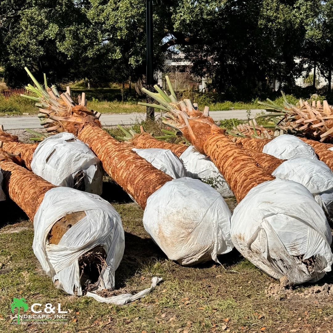 Palm trees, wrapped in white, lie on the ground. Brown trunks with green fronds against a green backdrop.