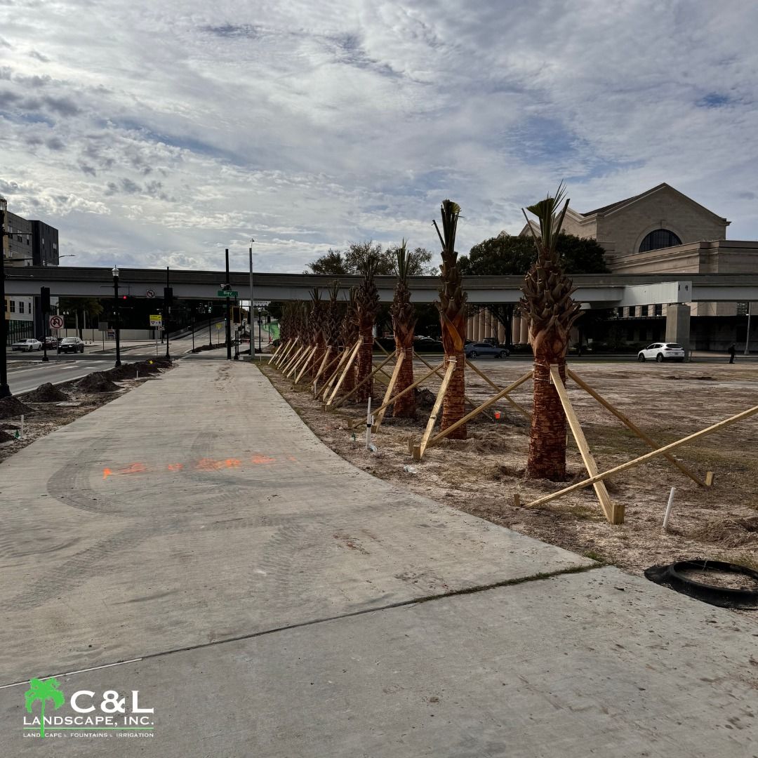 Pathway with young palm trees braced with wood; buildings and cloudy sky in the background.