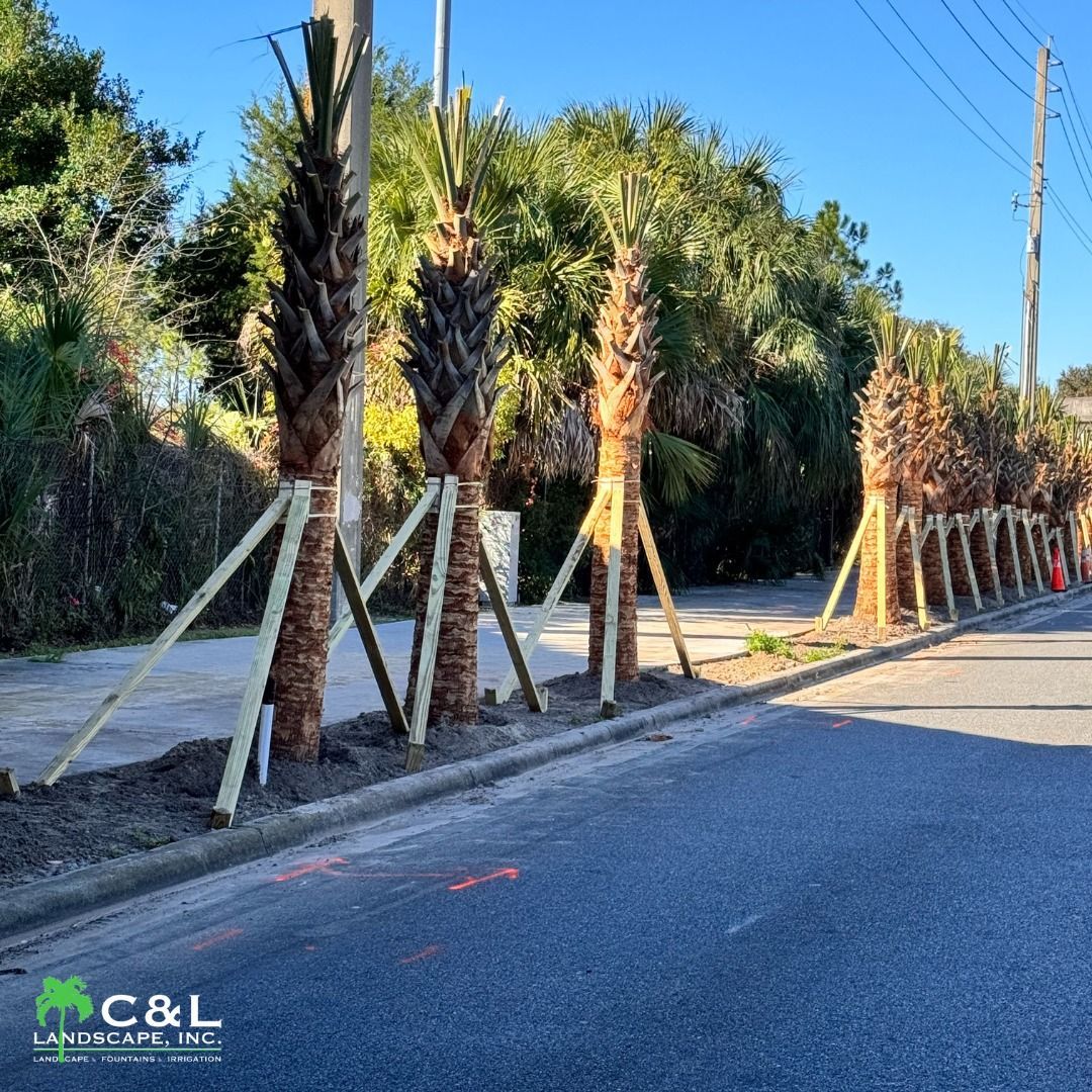 Row of newly planted palm trees secured by wooden stakes along a road.