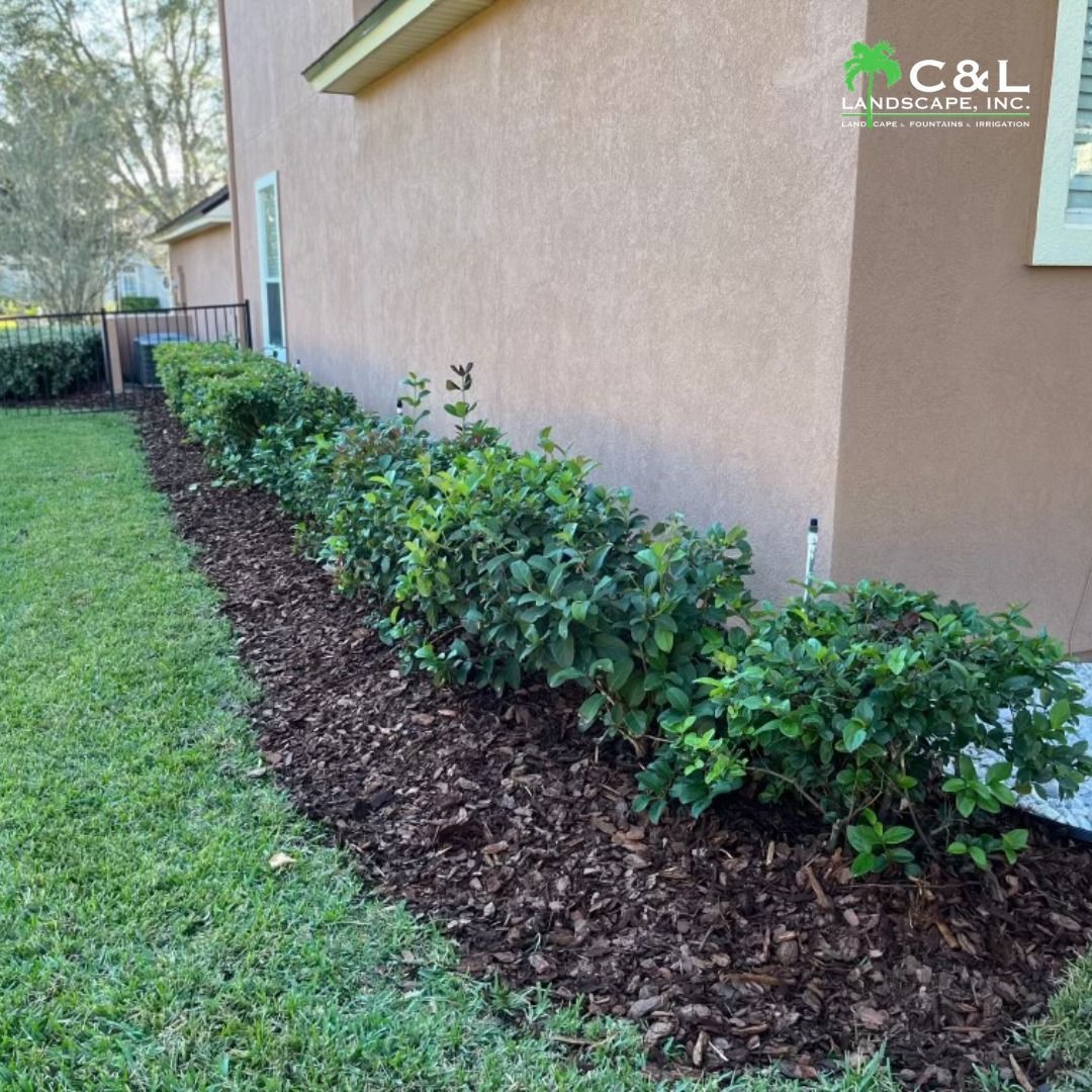 A line of green bushes along the side of a building, in dark mulch on green grass.