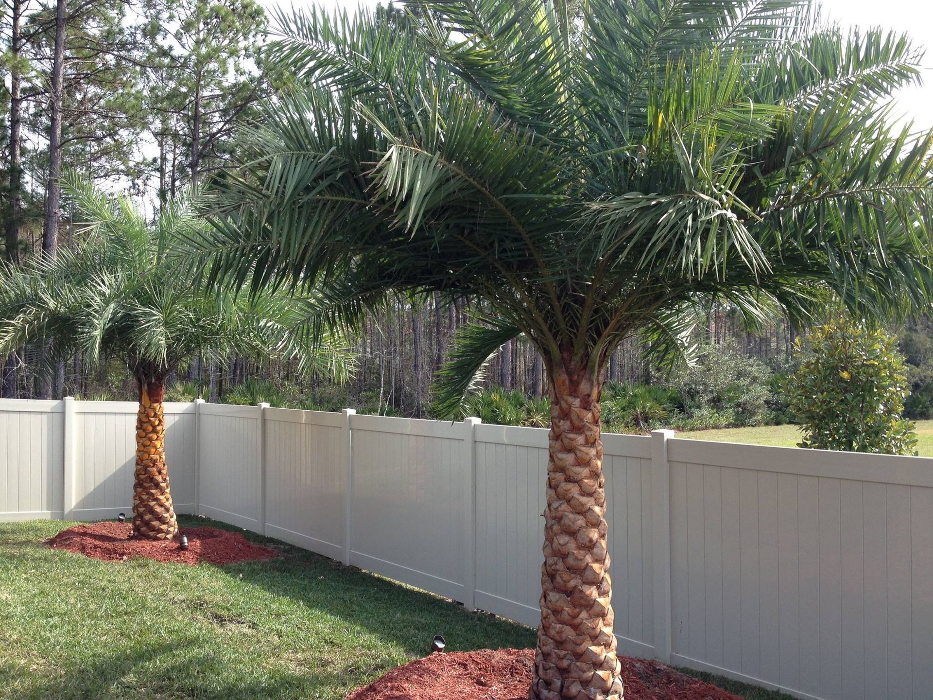 Two palm trees with brown trunks and green fronds next to a beige fence and green grass.