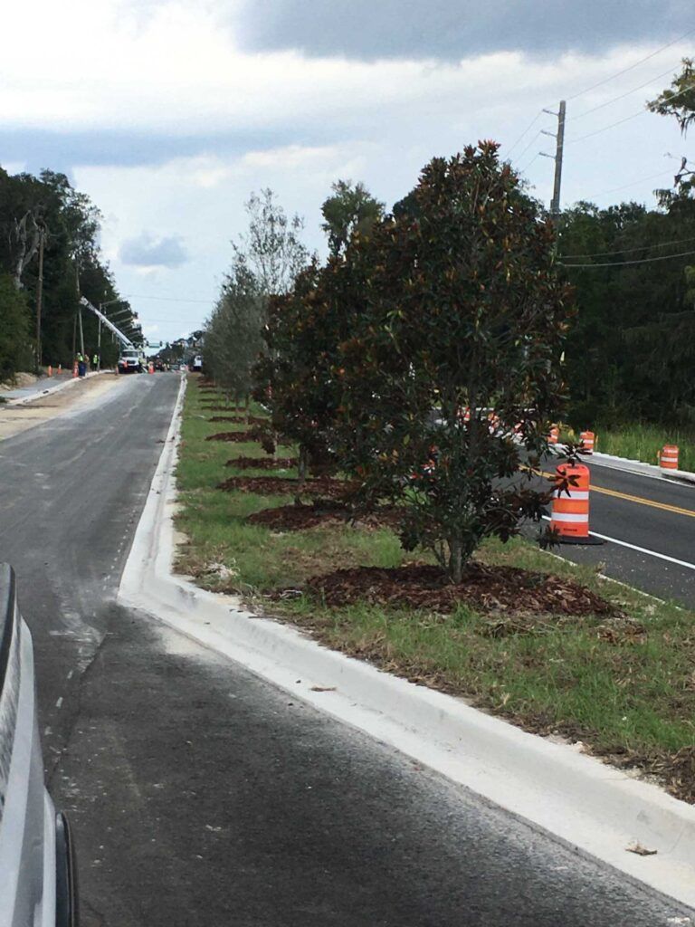Newly paved road with young trees and construction cones. Overcast sky.