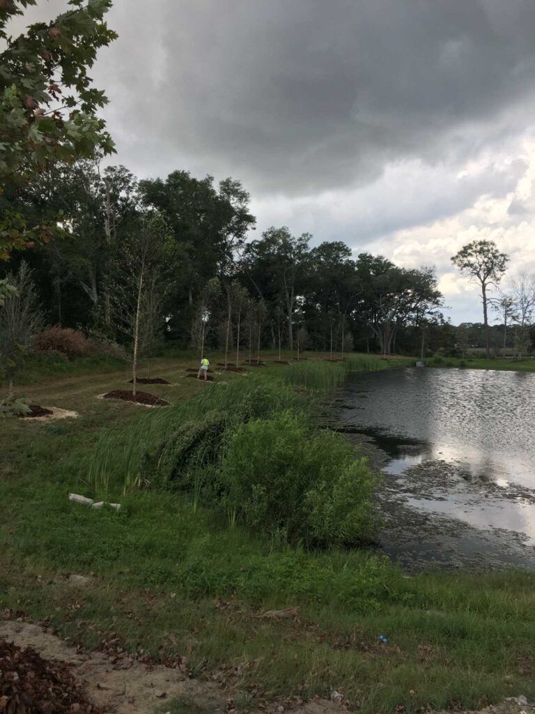 Lakeside scene: newly planted trees along a grassy bank, dark water, and a cloudy sky.