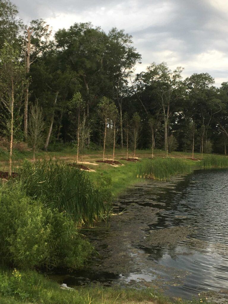 Lakeside view with newly planted saplings along the grassy bank, cloudy sky above the trees.