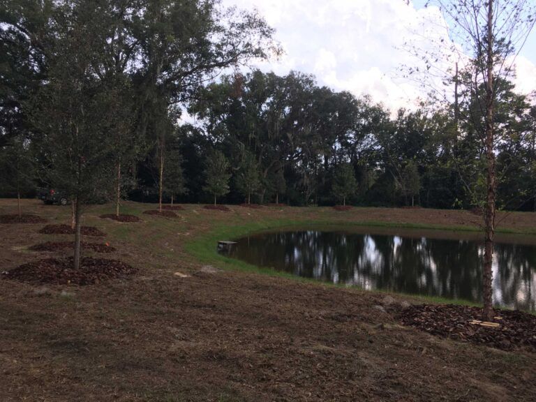 A pond with trees along the bank, overcast sky. Mulch surrounds young trees.