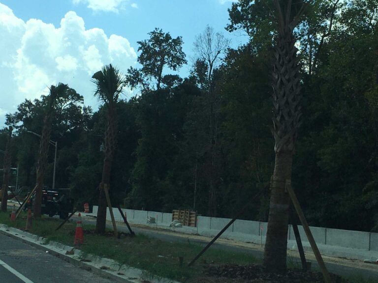 Palm trees along road, concrete barrier, wooded area and cloudy sky in background.