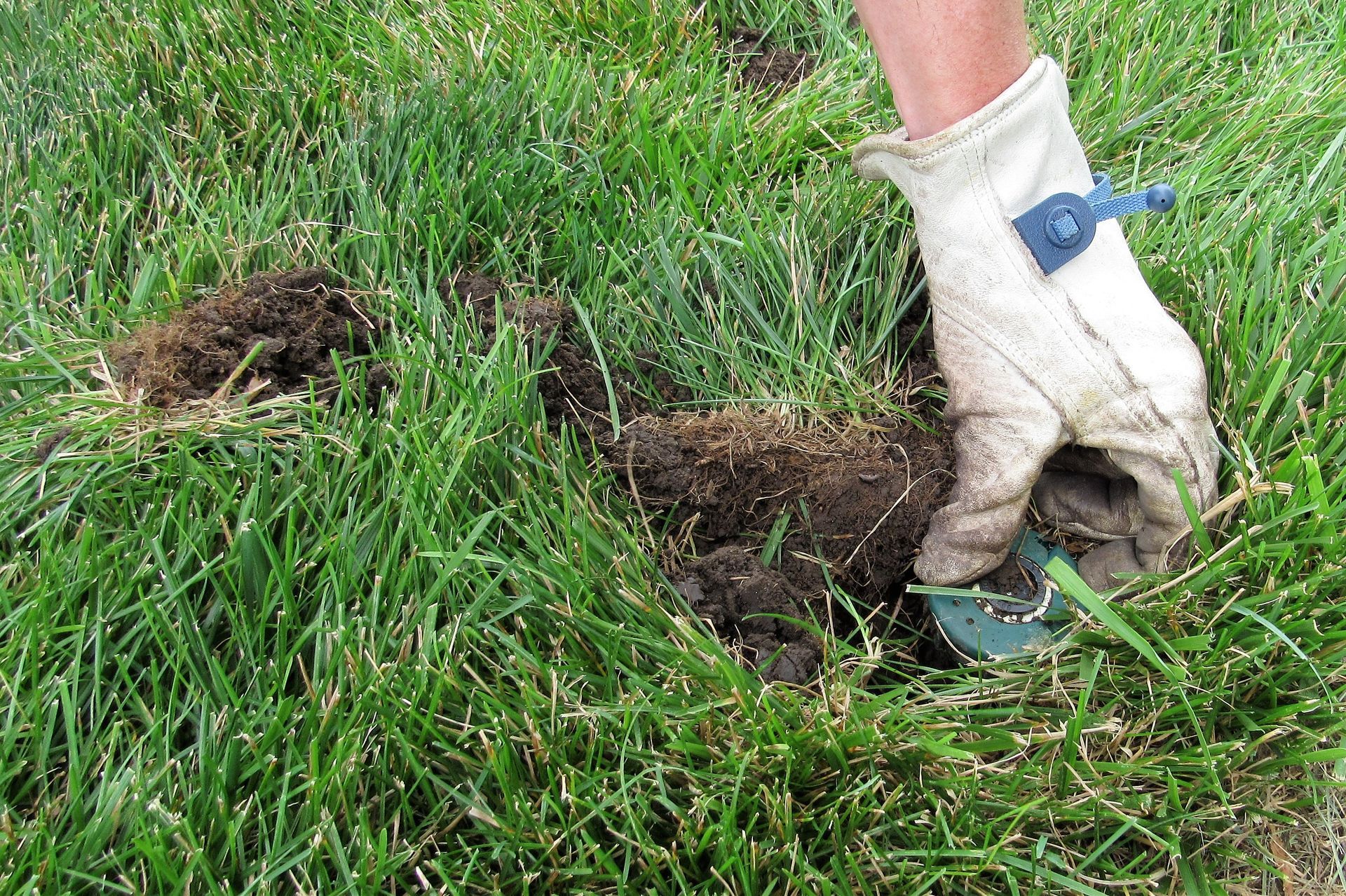 Gloved hand digging soil in a grassy lawn, with a small hole and uprooted clump nearby