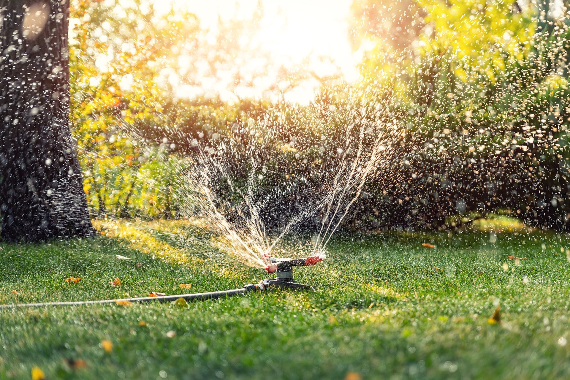 Sprinkler spraying water across a sunny green lawn near a tree