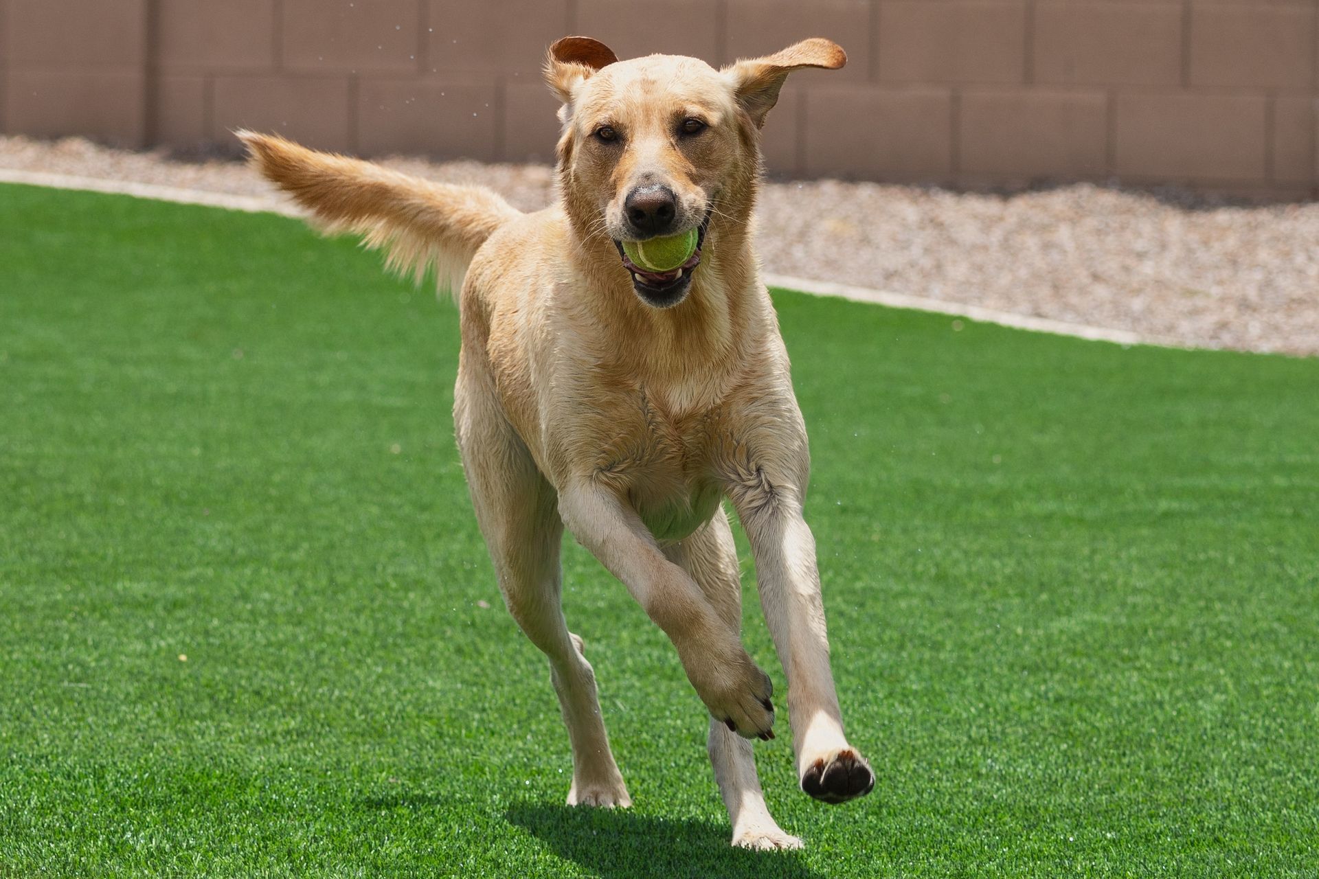 Yellow dog running on green turf, carrying a yellow ball.