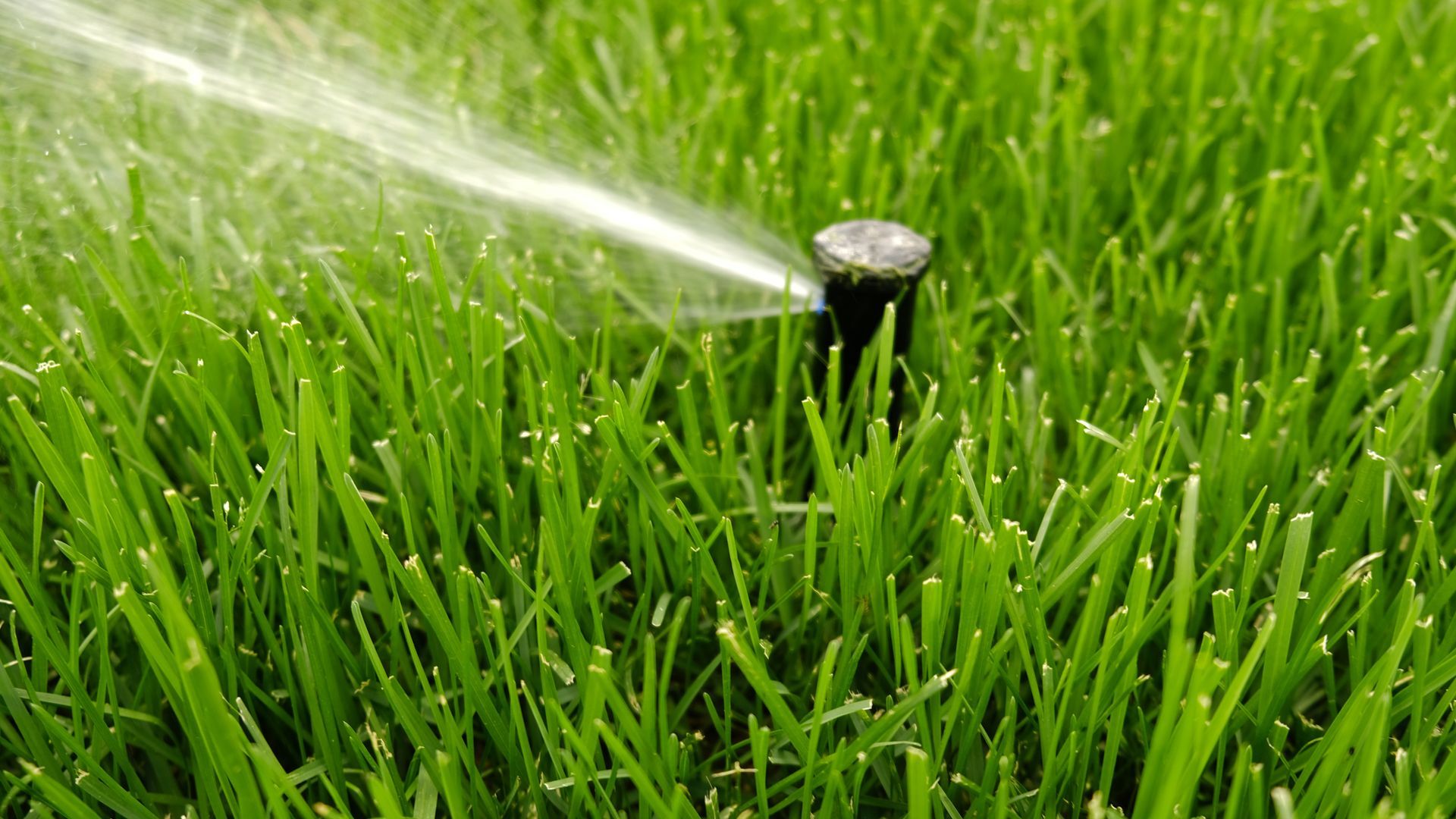 Sprinkler spraying water onto a vibrant green lawn.