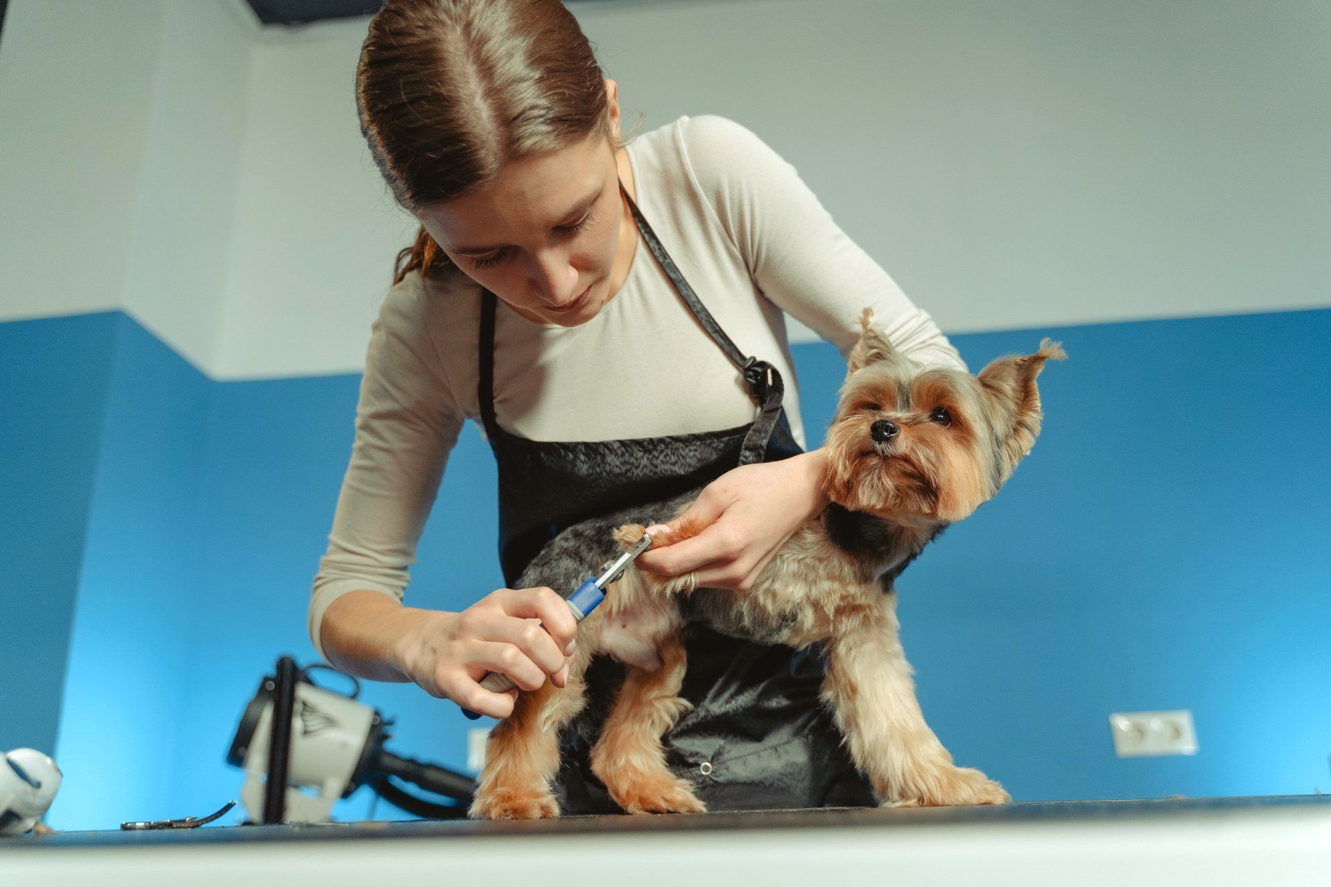 A woman is grooming a small dog with scissors.