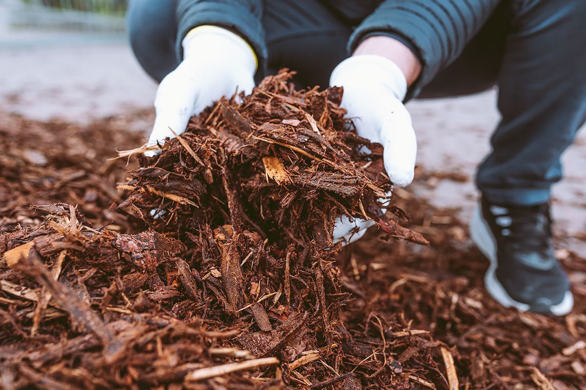 A person is holding a pile of mulch in their hands.
