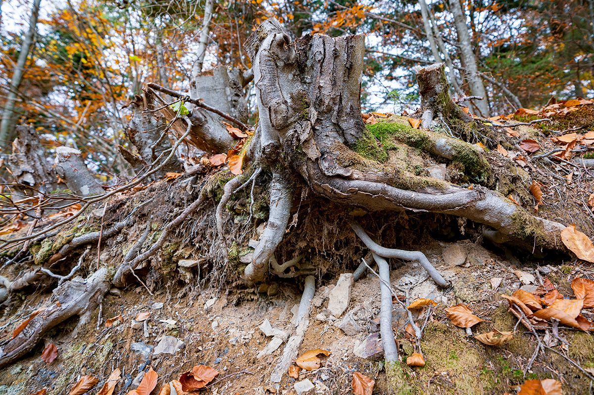 The roots of a tree are visible in the dirt in the woods.