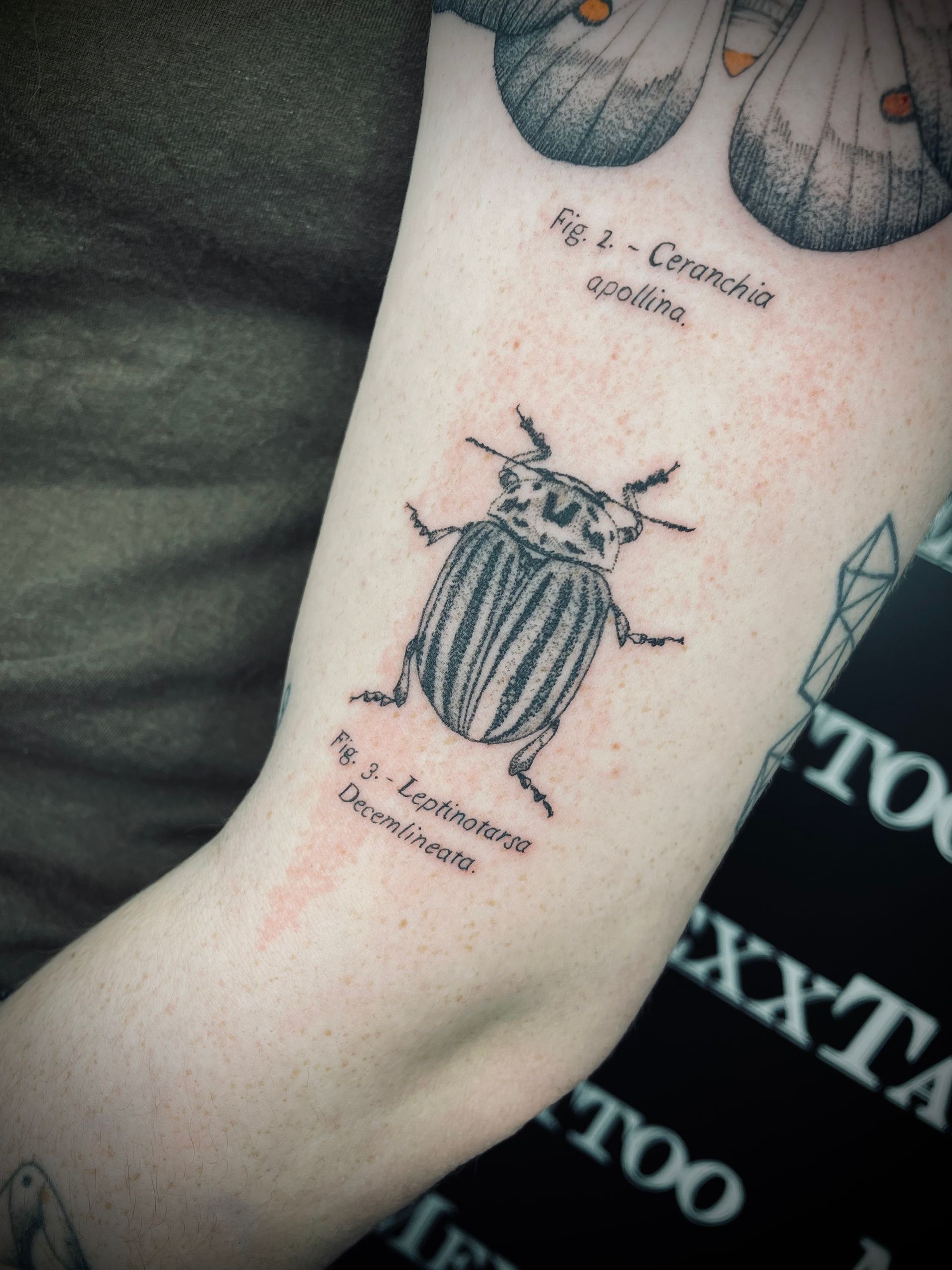 eine Person mit einem Tattoo von einem Käfer auf ihrem Arm