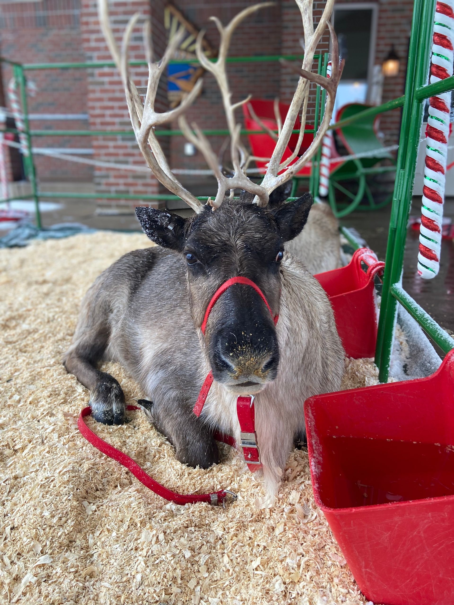 A reindeer is laying down in a pile of wood chips.