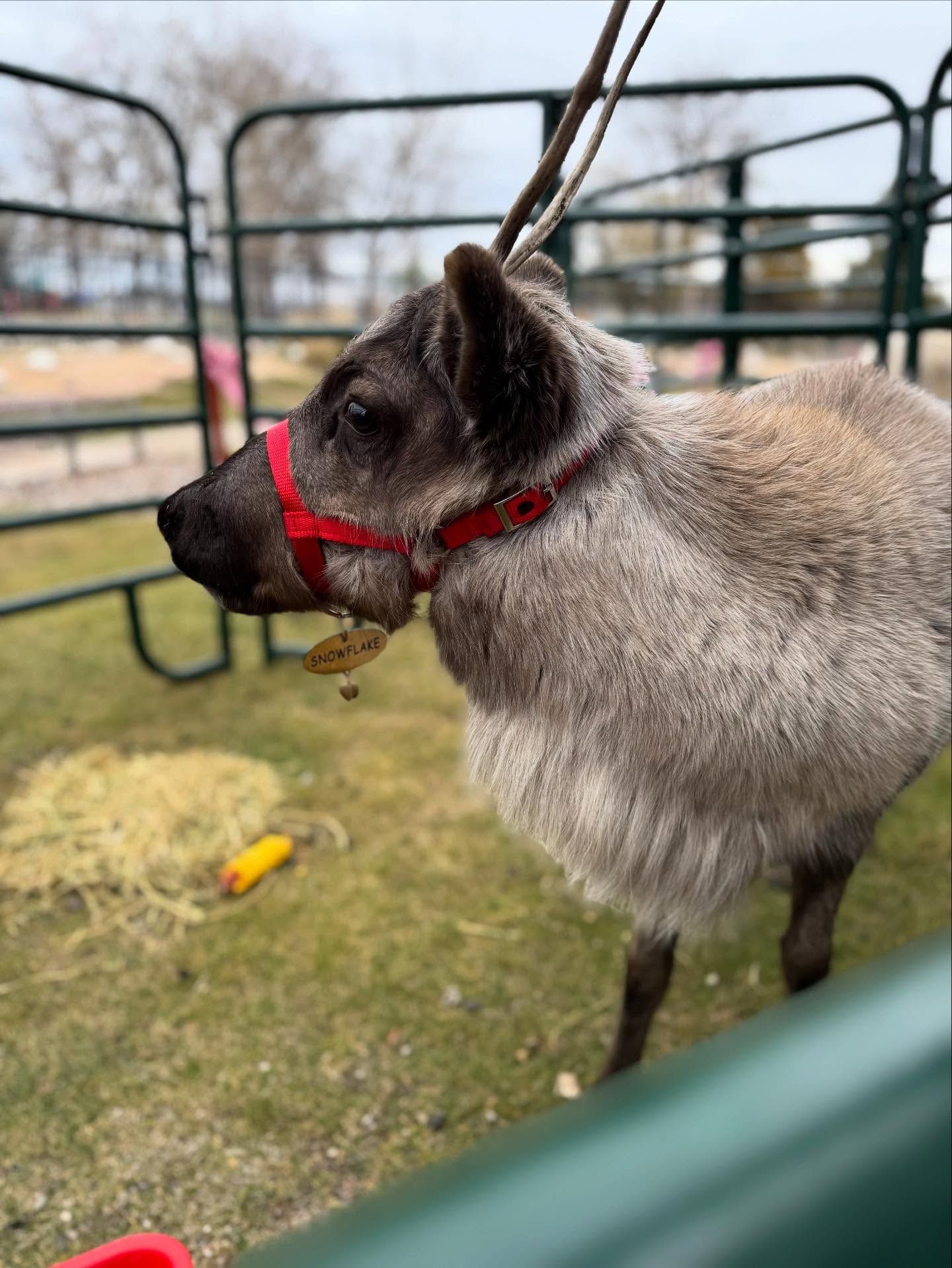 Reindeer wearing a red halter in a fenced grassy area.