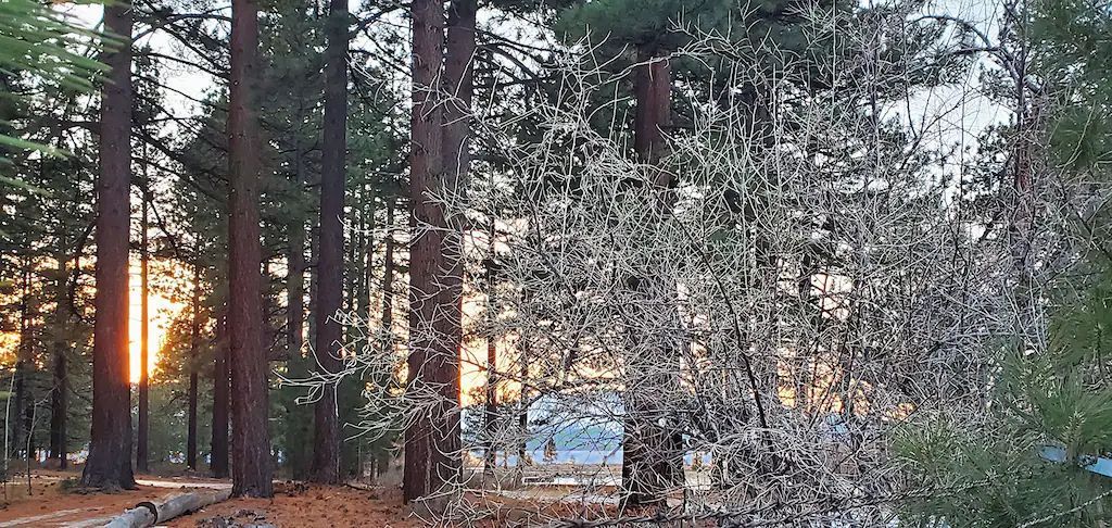 The sun is shining through the trees in the forest.