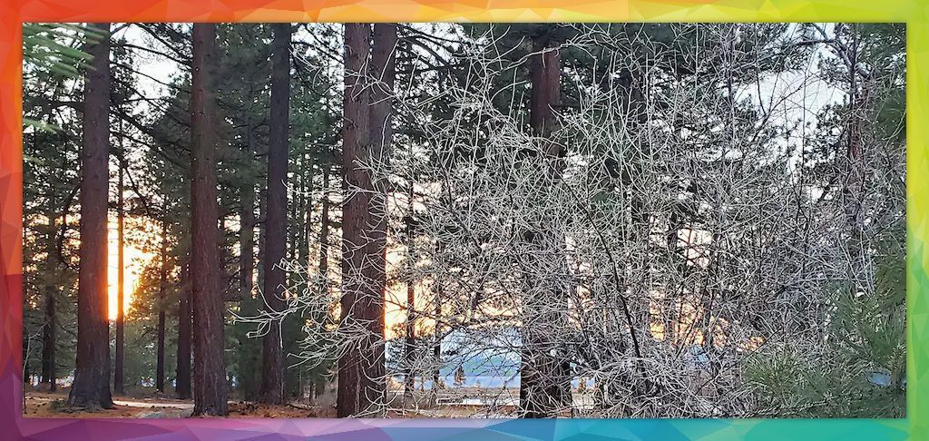 A picture of a forest with a rainbow border.