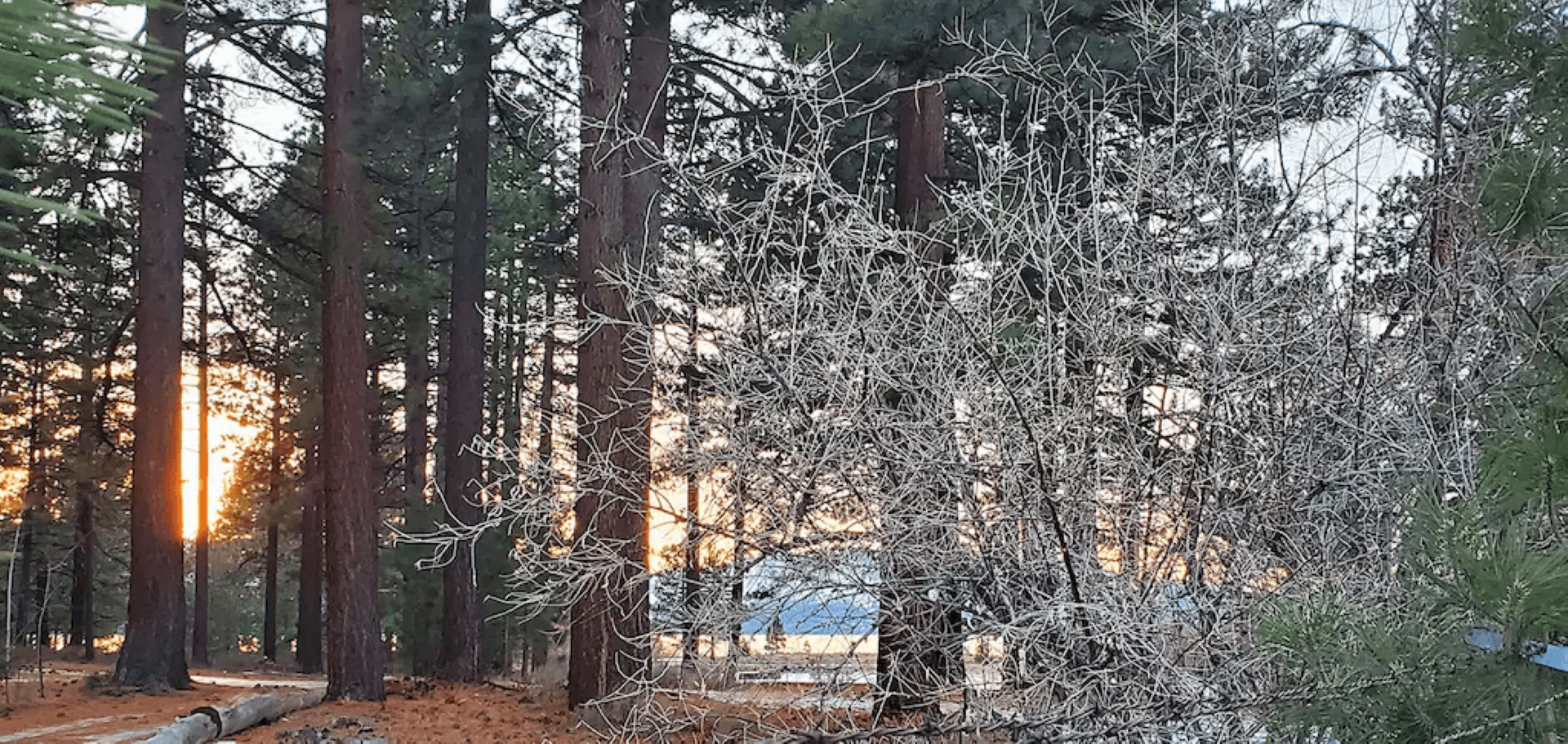 A tree with white flowers is in the middle of a forest.