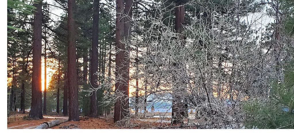A sprinkler is spraying water in the middle of a forest.