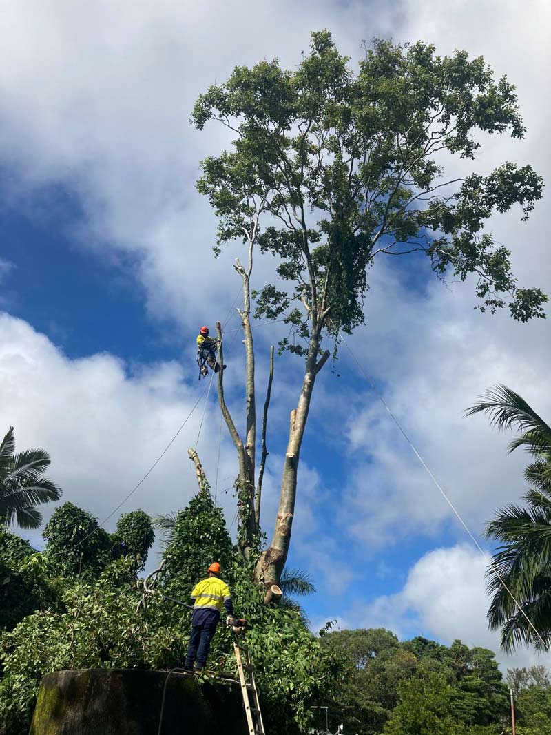 Arborist Cut The Branches Of The Tree — NQ Parks and Gardens in Cairns, QLD