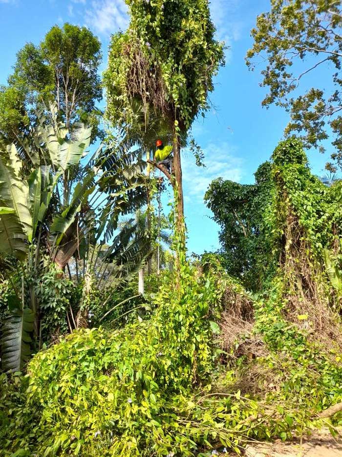 Arborist Is Climbing The Tree — NQ Parks and Gardens in Cairns, QLD