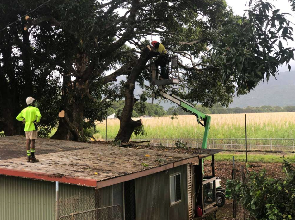 Arborist— NQ Parks and Gardens in Cairns, QLD
