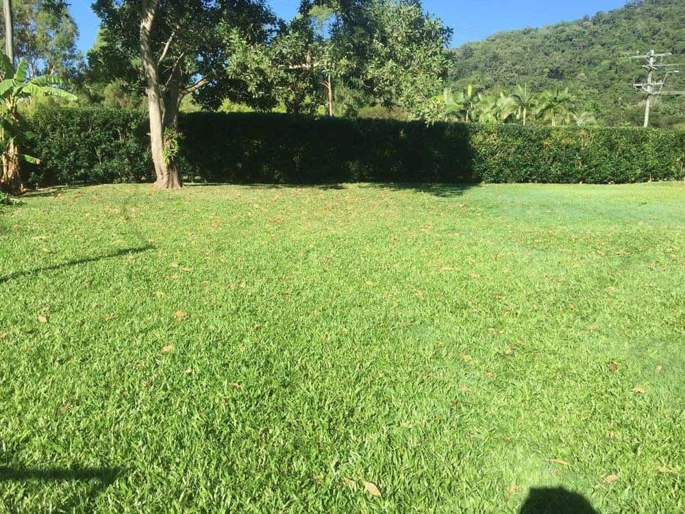 A Beautiful Lawn In The Yard — NQ Parks and Gardens in Cairns, QLD
