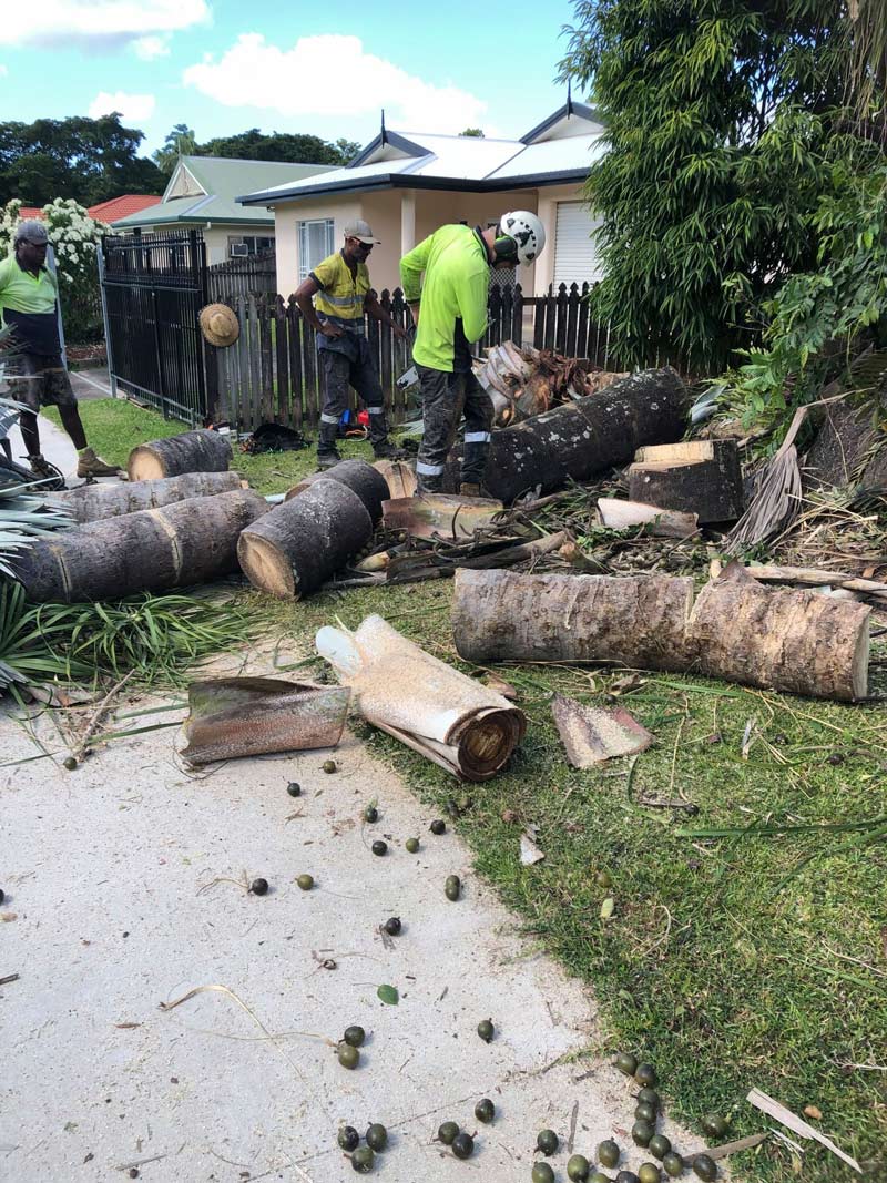 Three Arborist Cut The Big Tree — NQ Parks and Gardens in Cairns, QLD