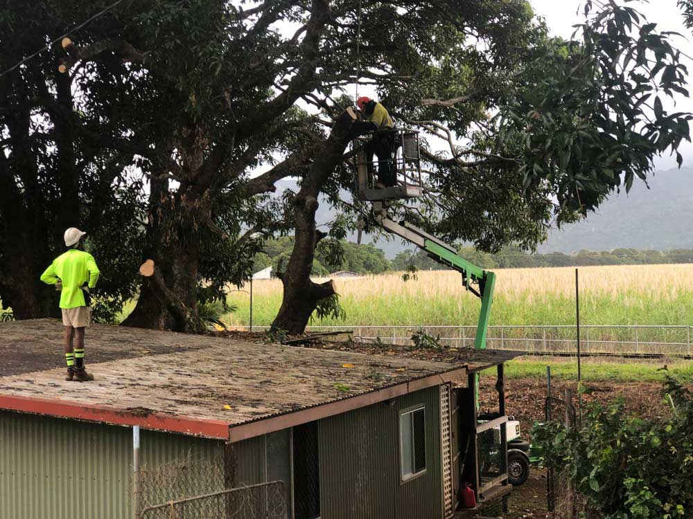 Trimmed The Branch Of The Mango Tree — NQ Parks and Gardens in Cairns, QLD