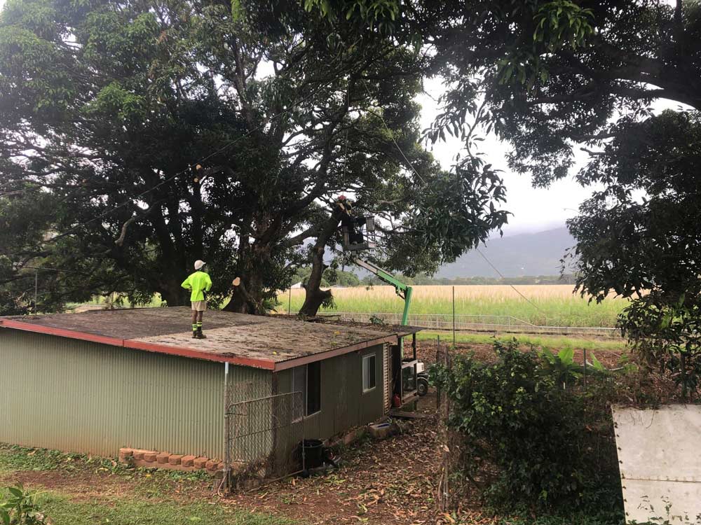 Two Professional Arborist Cut The Branch Of The Tree — NQ Parks and Gardens in Cairns, QLD