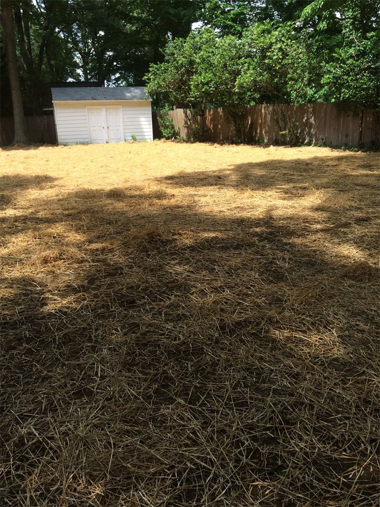 There is a shed in the background and a lot of hay on the ground.