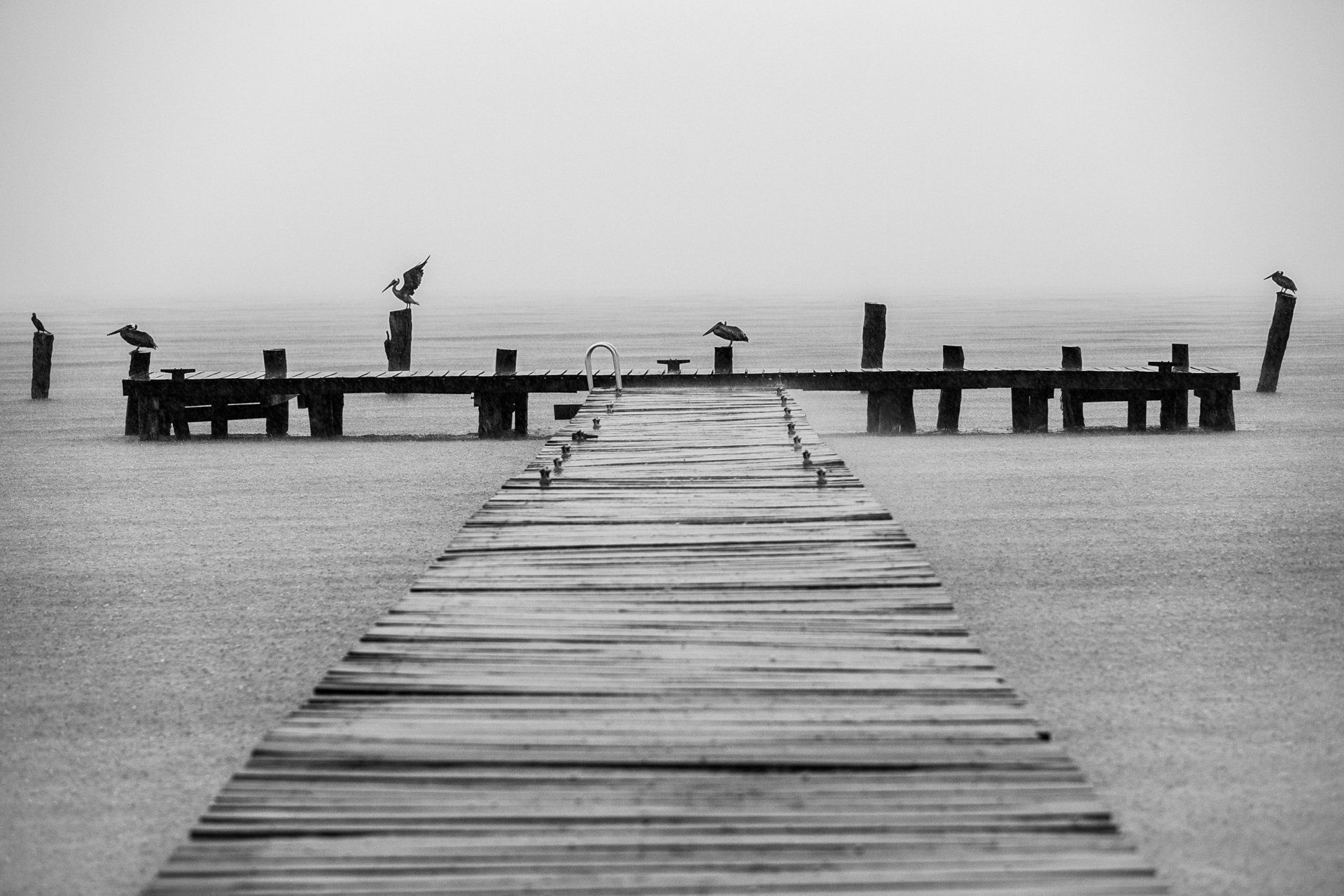 Pelicans Zama Beach Club Isla Mujeres Mexico