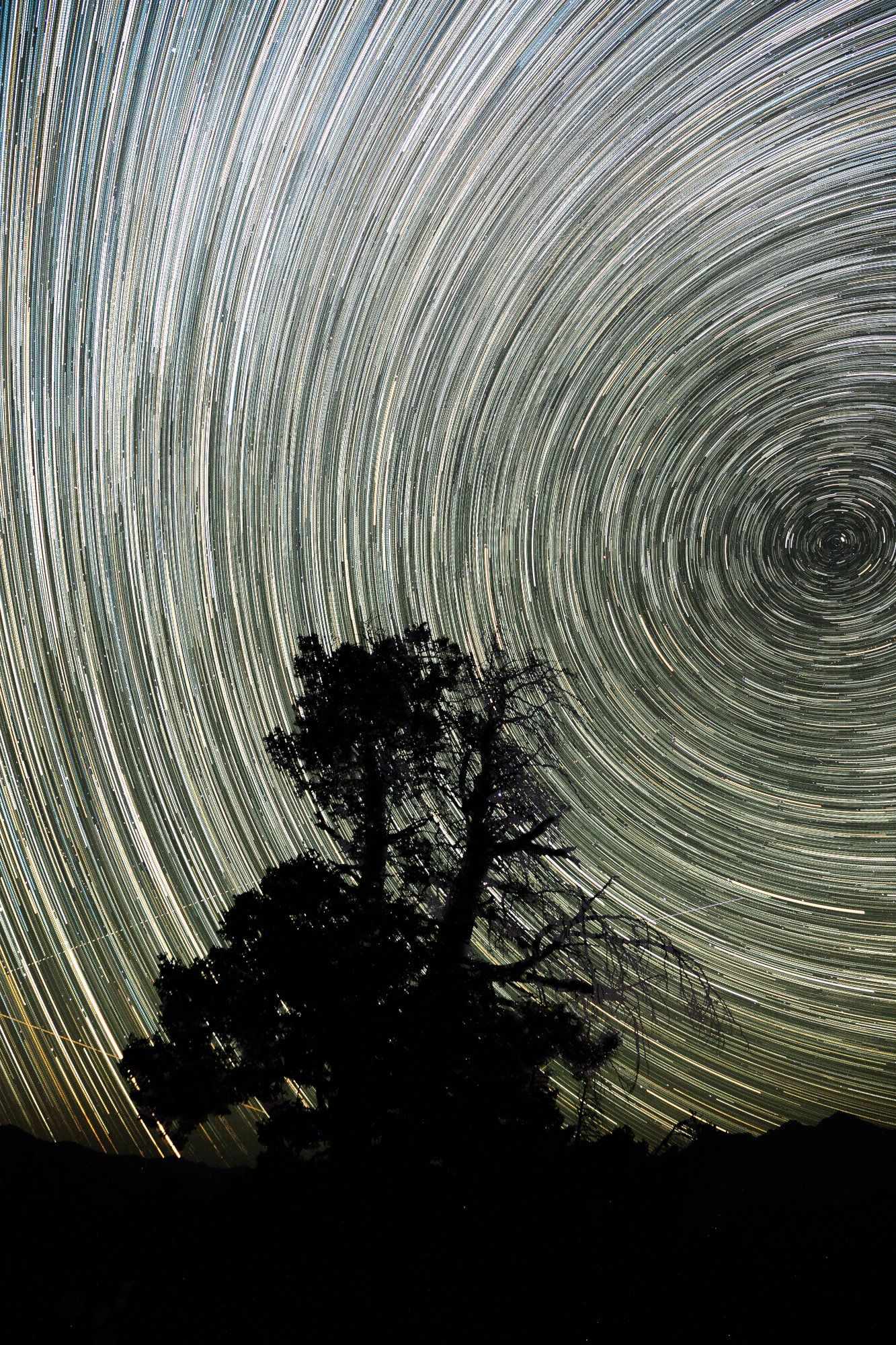 Star Trails behind a lone snag tree north star
