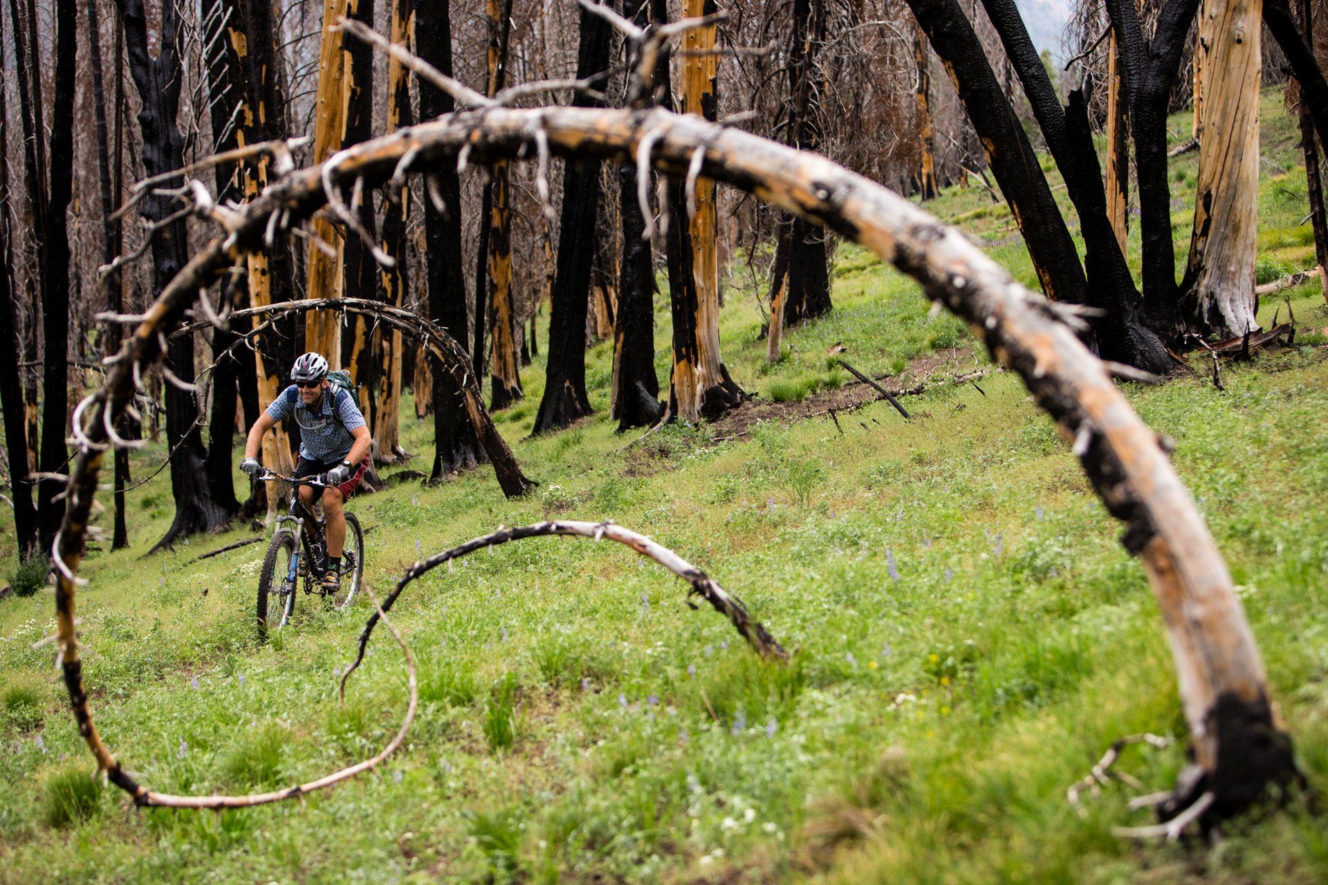 mountain biking through a spring grasses in the mountains.