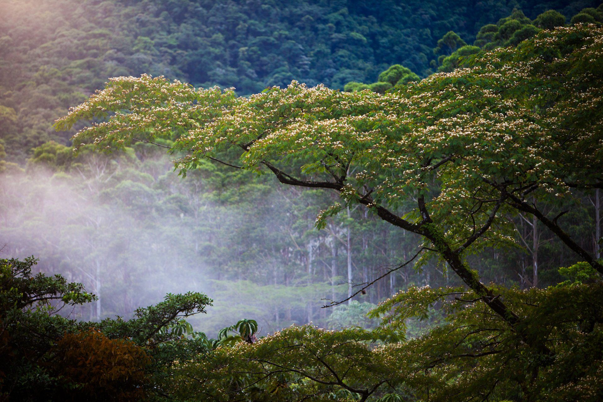 costa rica rainforest