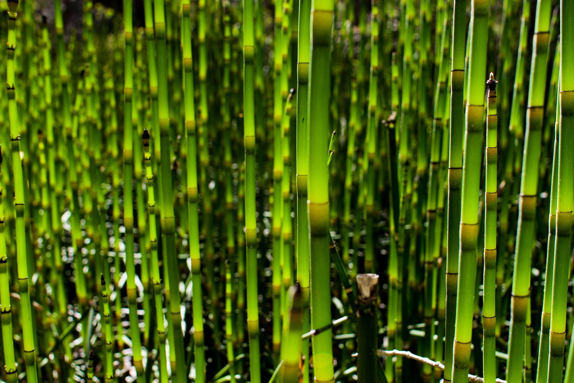 Equisetum fluviatile water horsetail