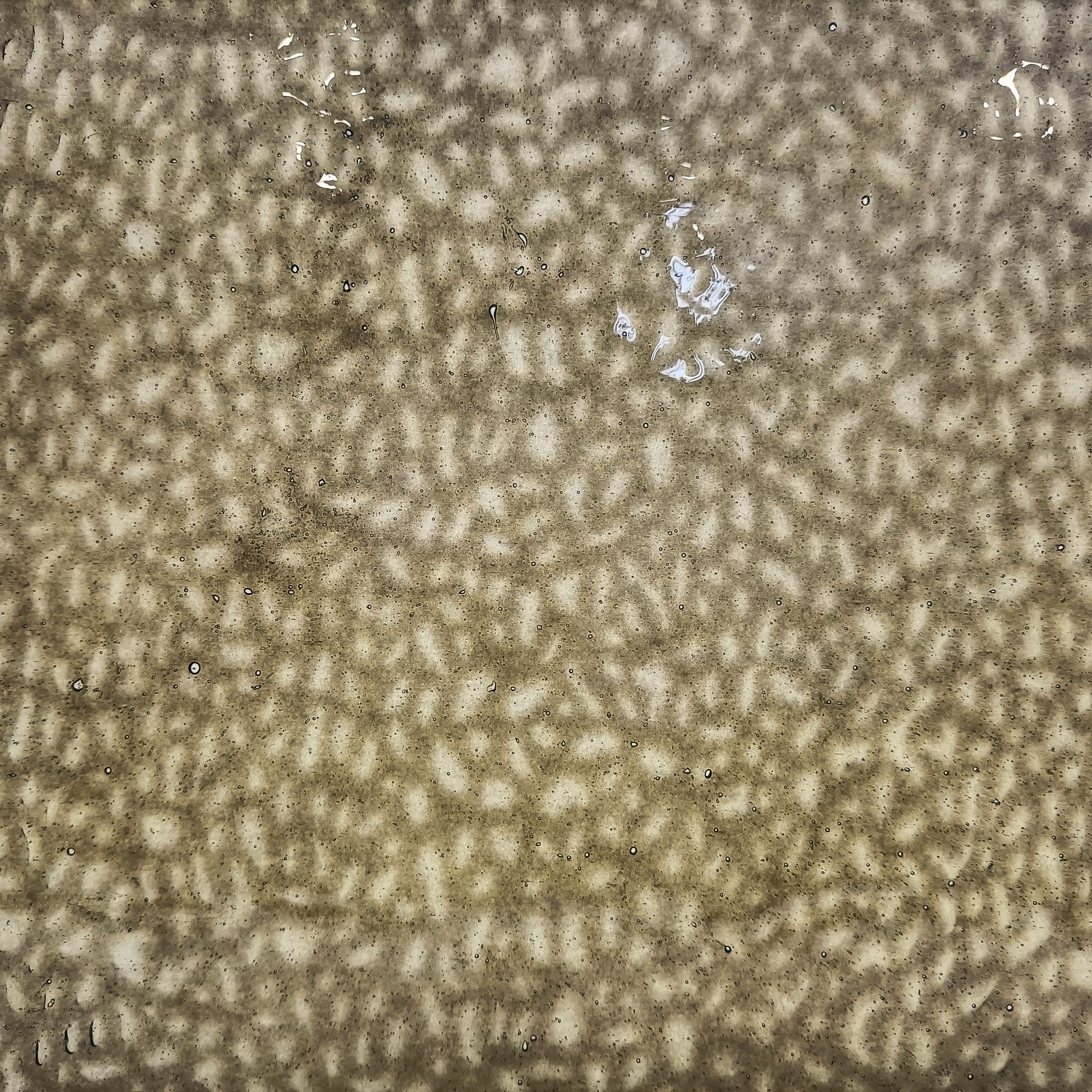 English Muffle - Brown