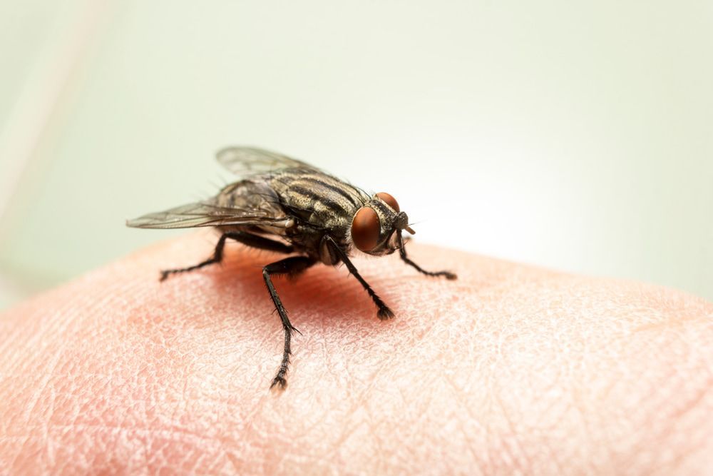 A Fly Is Sitting On A Person's Arm — Aust Outback Pest Co In Howard Springs, NT