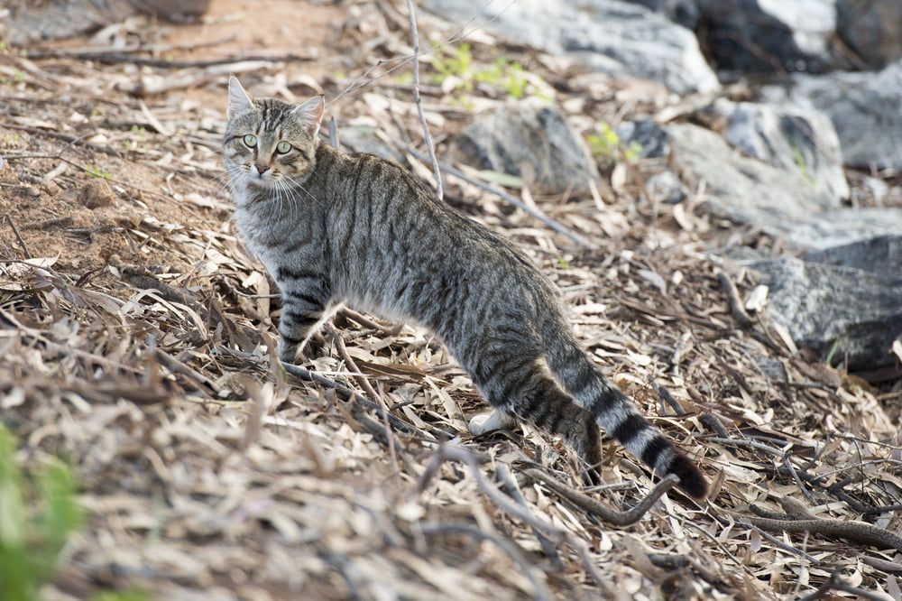 A Cat Is Walking Across A Pile Of Leaves And Rocks — Aust Outback Pest Co In Howard Springs, NT