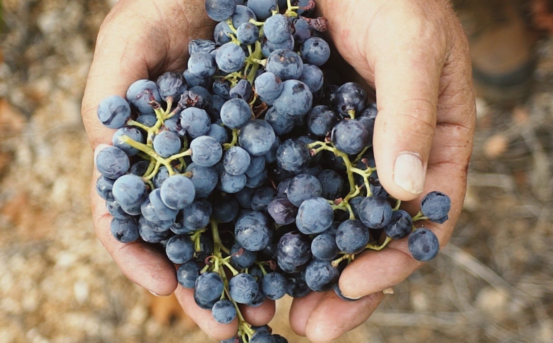 Korta Katarina Winery