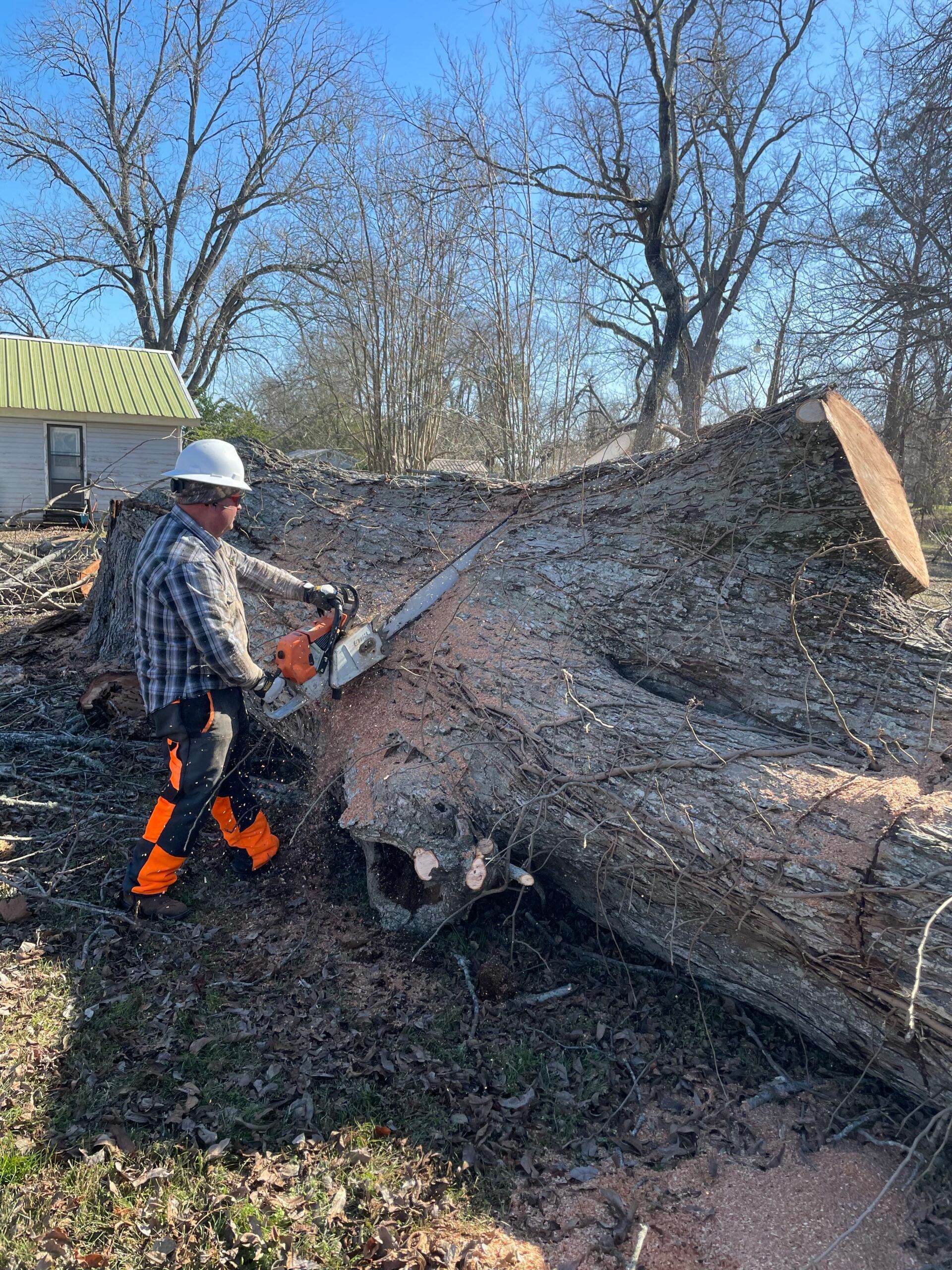 A man is cutting a large tree with a chainsaw.