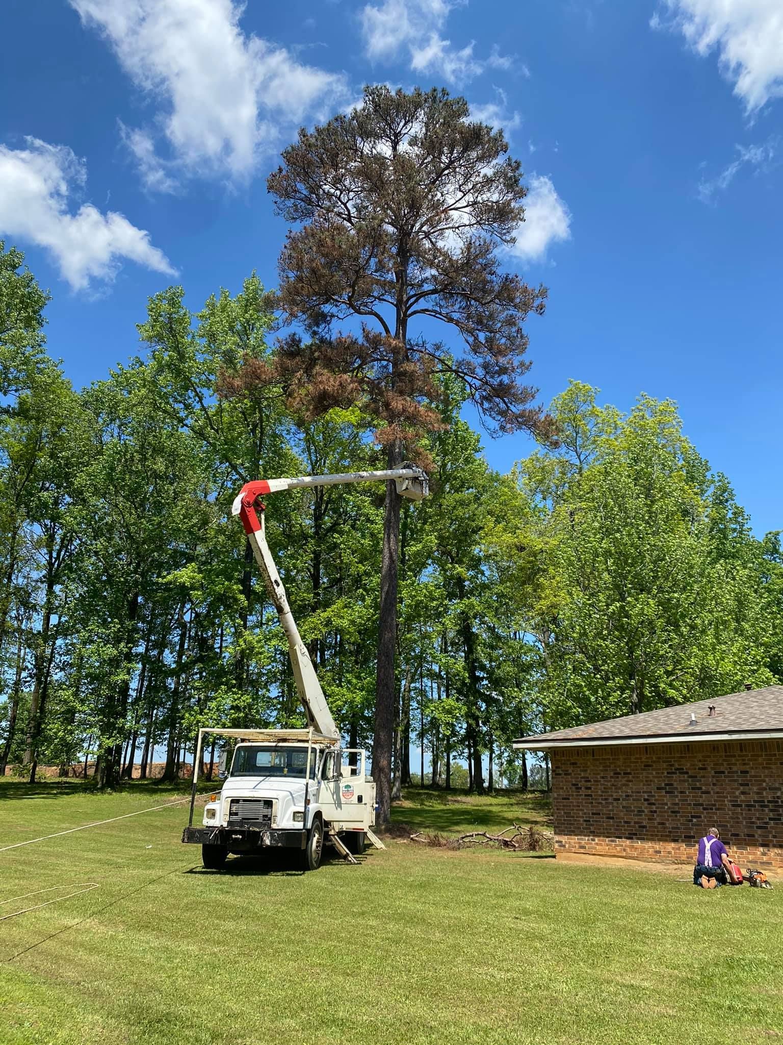 A man is cutting a tree with a crane in a field.