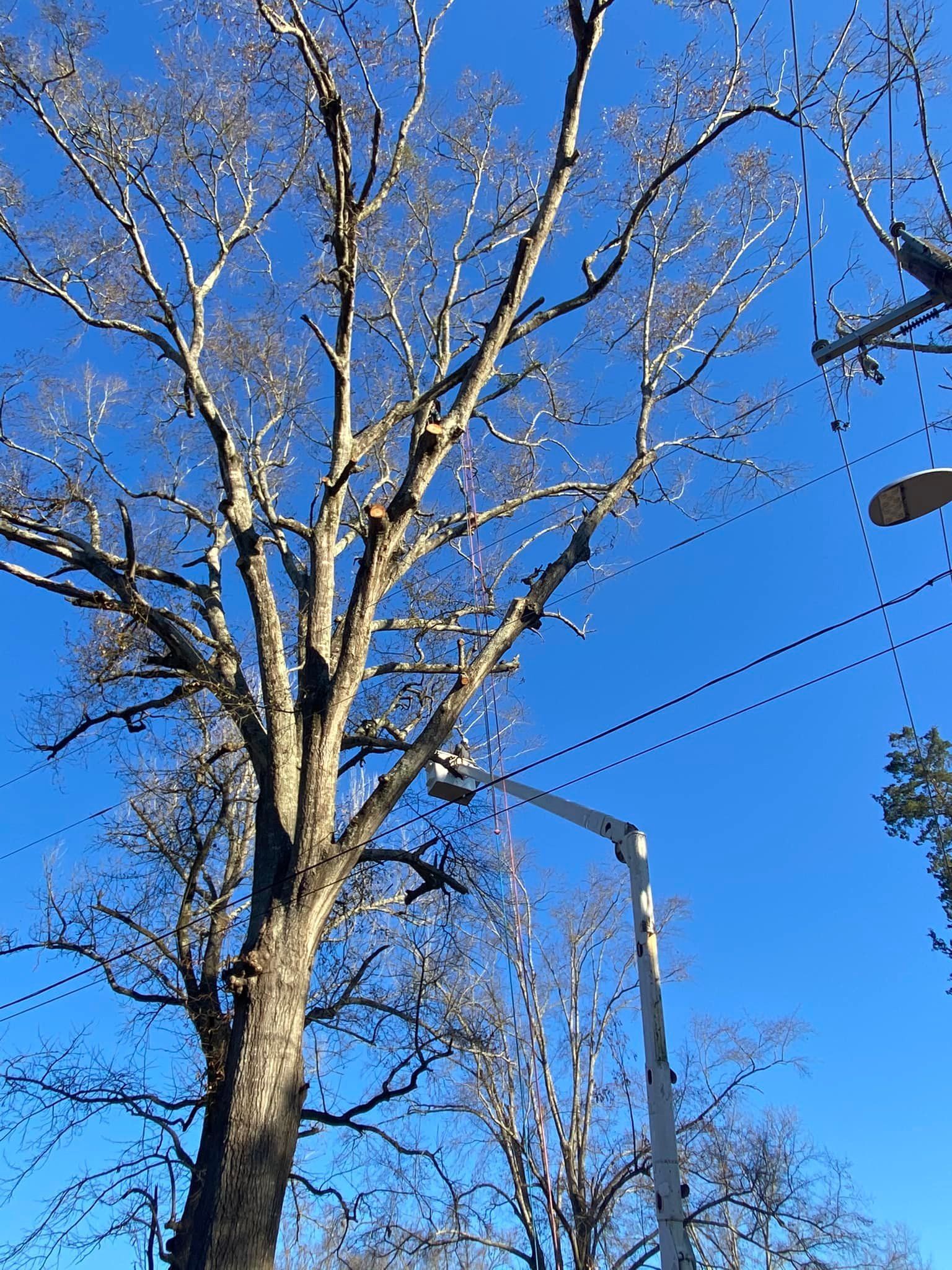 A tree with a blue sky in the background.